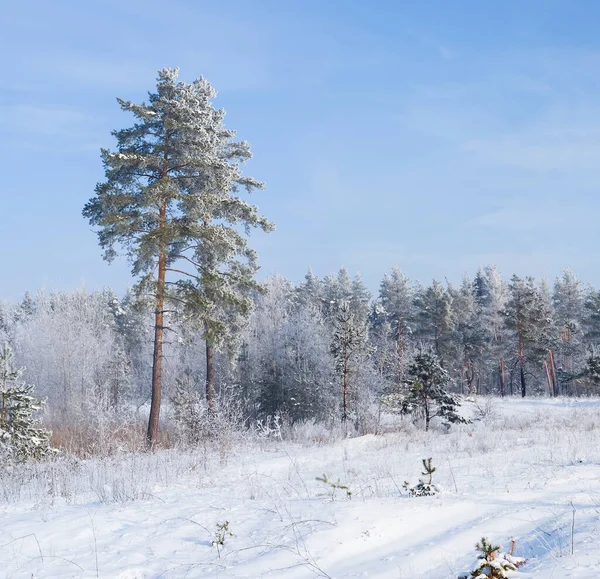Çam Ağacı Ormanı Karla Kaplı Kış Doğal Manzarası — Stok fotoğraf