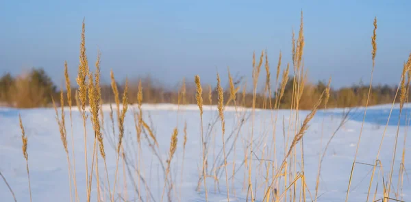Vinter Snöbunden Slätt Naturlig Säsongsbetonad Bakgrund — Stockfoto