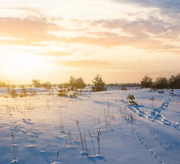 Schneefreie Winterliche Ebene Bei Sonnenuntergang — Stockfoto