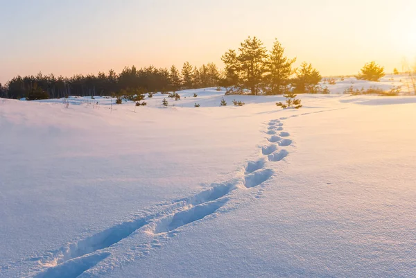Зимова Снігова Рівнина Заході Сонця — стокове фото