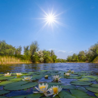 Güneşli bir günde beyaz nilüferlerle dolu sessiz bir göl.