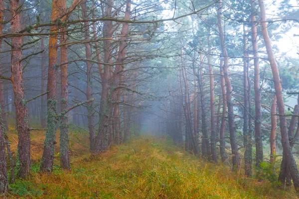 Wilgotny Las Sosnowy Gęstej Niebieskiej Mgle Naturalna Jesienna Scena Leśna — Zdjęcie stockowe