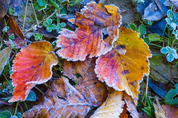 Donmuş Kırmızı Kuru Yapraklar Çimlerde Doğal Bitki Arka Planı — Stok fotoğraf
