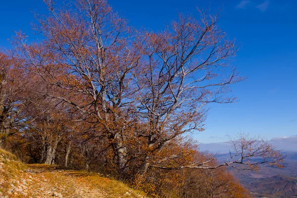 Mount Slope Red Dry Forest — Stock Photo, Image