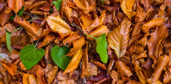 Feuilles Sèches Rouges Dans Herbe Fond Naturel Plante — Photo