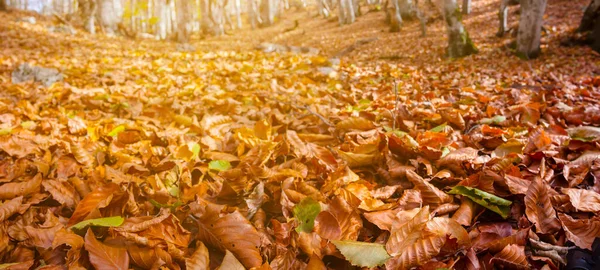 Bos Glade Met Rode Droge Bladeren Het Licht Van Zon — Stockfoto