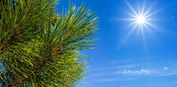 Detailní Borovice Větev Modré Obloze Jiskřivým Sluncem Přírodní Les Pozadí — Stock fotografie