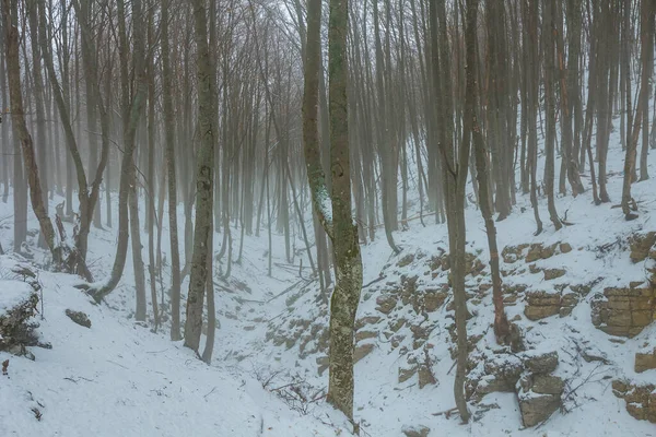 Tranquilla Foresta Nebbiosa Nella Neve Paesaggio Esterno Stagionale — Foto Stock