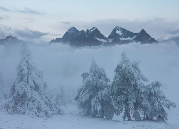 snowbound mountain valley with pine forest in dense mist and clouds