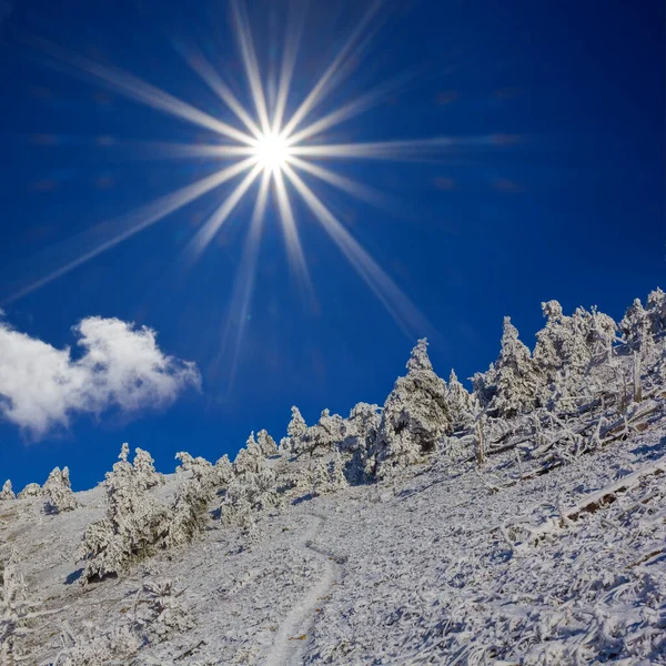 Snöbunden Gran Skog Berget Sluttning Säsongens Naturliga Landskap — Stockfoto