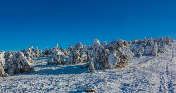 Bosco Abeti Innevati Nella Neve Paesaggio Naturale Stagionale — Foto Stock