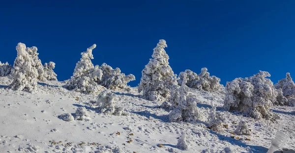 白雪覆盖的冷杉林 季节自然景观 — 图库照片