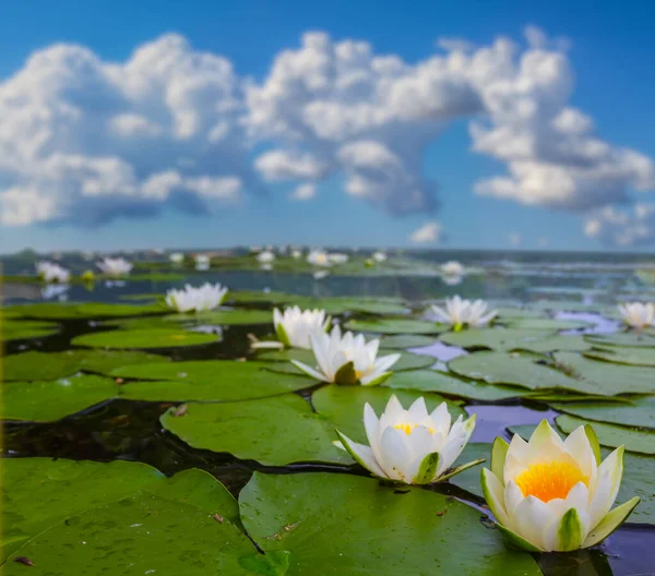 夏の日に白い睡蓮と静かな湖 — ストック写真