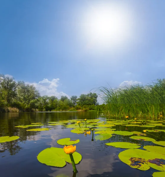 Lago Tranquilo Verão Com Lírios Água Dia Ensolarado — Fotografia de Stock