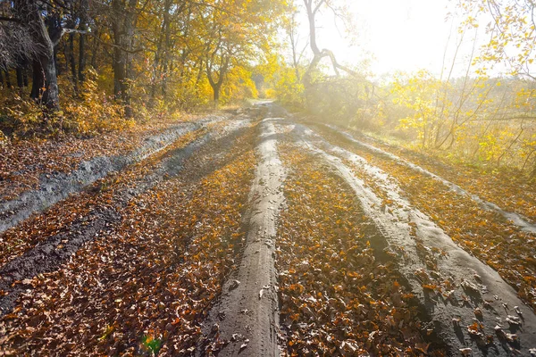 Droga Gruntowa Przez Czerwony Suchy Las Jesienny Świetle Słonecznym — Zdjęcie stockowe