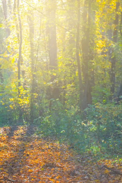 Kızıl Sonbahar Ormanı Parıldayan Güneşin Işığında Açılır — Stok fotoğraf