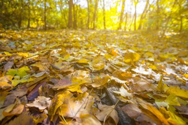 Kızıl sonbahar ormanı parıldayan güneşin ışığında açılır.