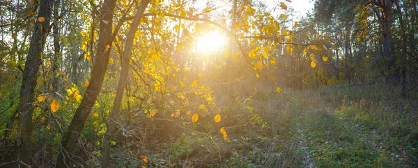 Clareira Floresta Outono Vermelho Luz Sol Brilhante Cena Sazonal Natural — Fotografia de Stock