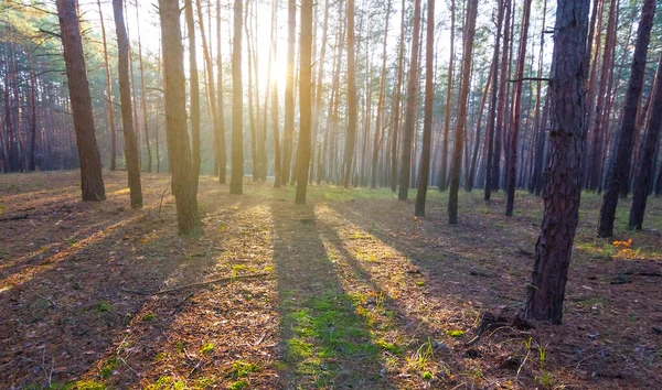 Herbstroter Trockenwald Licht Der Glitzernden Sonne — Stockfoto