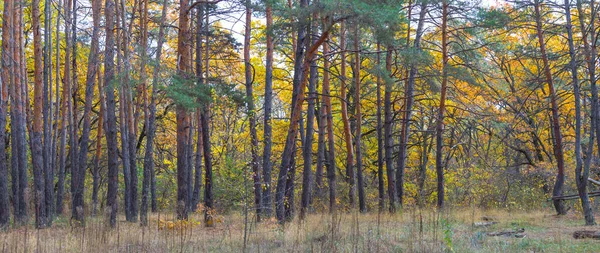 Kızıl Kurak Sonbahar Ormanı Doğal Mevsimlik Manzara — Stok fotoğraf