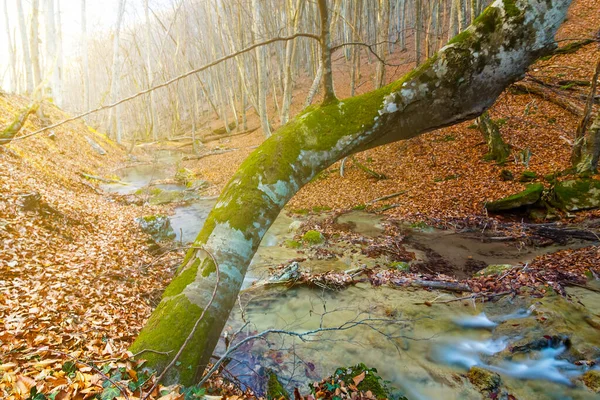 Kleiner Wasserfall Auf Gebirgsfluss Fließt Durch Herbstliche Gebirgsschlucht — Stockfoto