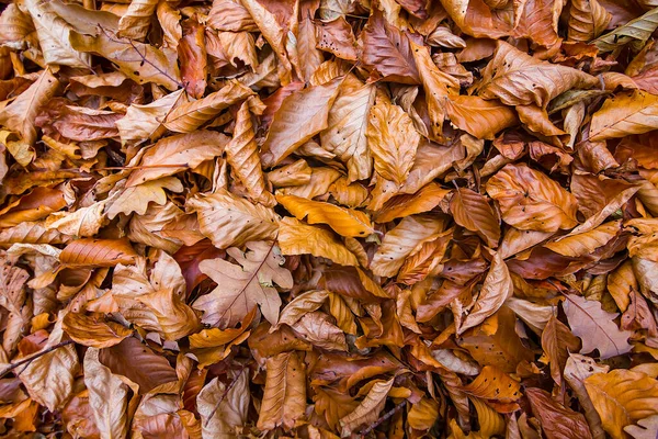 Detailní Červená Suché Listy Zemi Sezónní Přírodní Pozadí — Stock fotografie
