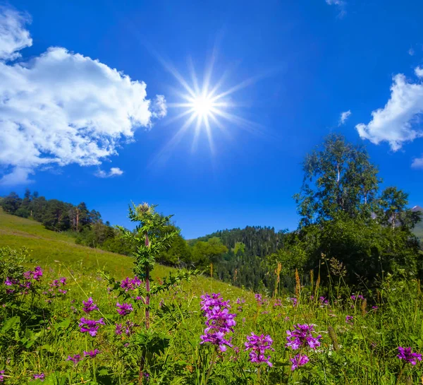 在灿烂的阳光下开满鲜花的青山斜坡 — 图库照片
