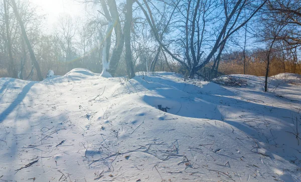 Invierno Bosque Nevado Luz Del Sol Brillante Invierno Temporada Fondo —  Fotos de Stock