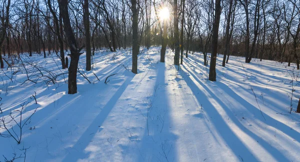 Forêt Enneigée Hiver Lumière Soleil Scintillant Fond Naturel Saisonnier Hiver — Photo