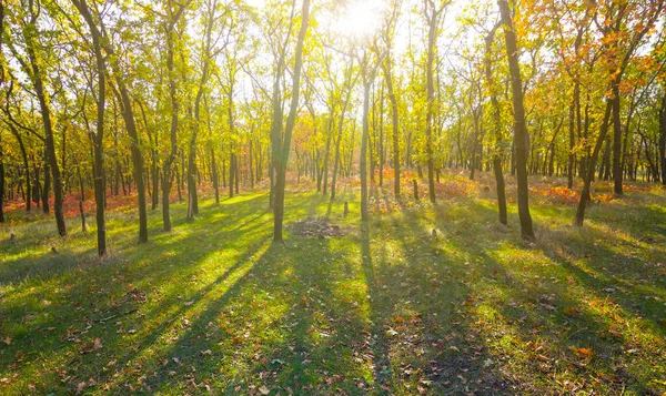 Parlak Güneş Işığında Sonbahar Kızıl Kurak Ormanı — Stok fotoğraf