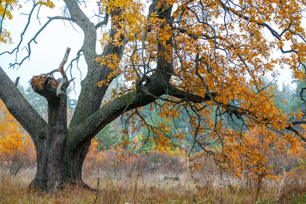 Primer Plano Solo Gran Roble Rojo Bosque Otoño Escena Estacional — Foto de Stock