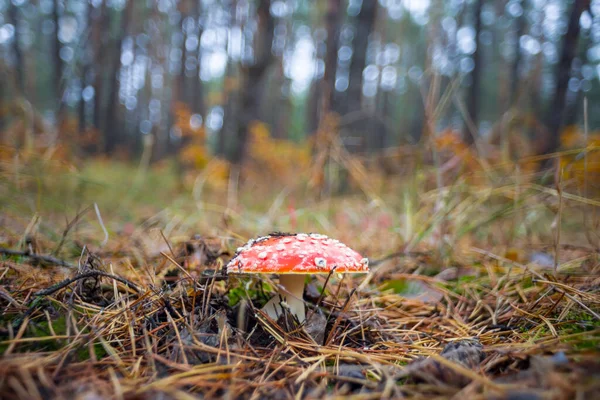 Närbild Röd Flyagarisk Svamp Skogen Naturlig Höst Bakgrund — Stockfoto