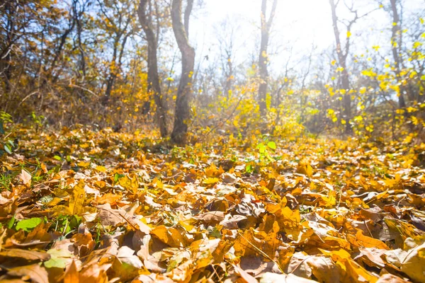 Rood Herfstbos Glade Het Licht Van Fonkelende Zon — Stockfoto