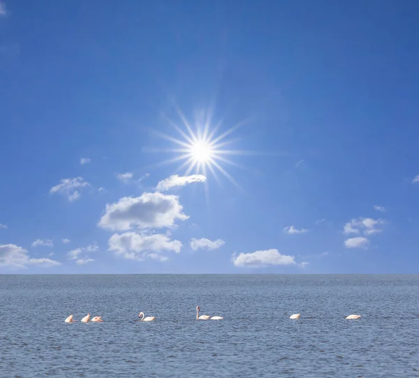 날에는 분홍빛 플라밍고들 이호수로 — 스톡 사진