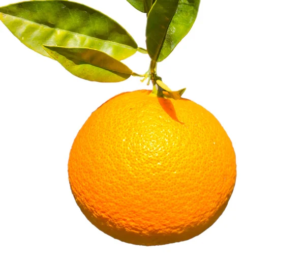 Крупный План Спелые Апельсиновые Фрукты Изолированы Белом Фоне — стоковое фото