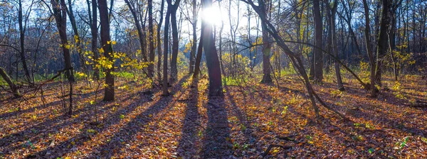 Glade Bosque Otoño Cubierto Hojas Rojas Secas Luz Del Sol — Foto de Stock