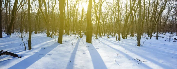 阳光下的雪地森林 冬季自然背景 — 图库照片