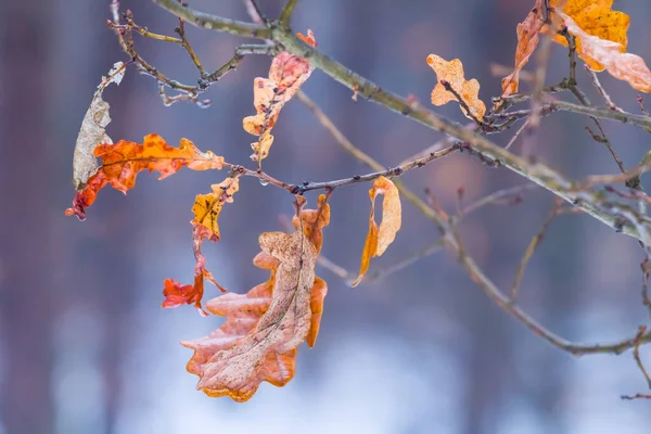 Nahaufnahme Roter Trockener Eichenzweig Winterwald Saisonaler Natürlicher Hintergrund — Stockfoto