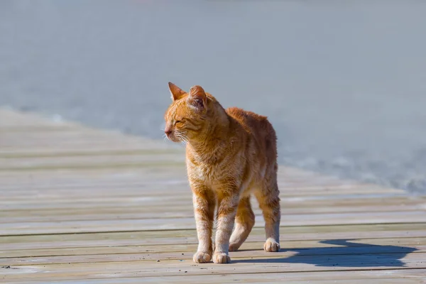 Rote Katze Auf Holzdeck Sonnigem Tag — Stockfoto