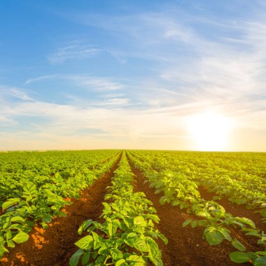 Gün batımında kırsal patates tarlası, kırsal tarım manzarası