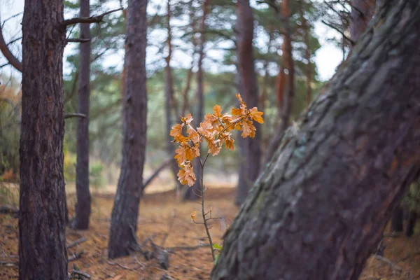 Közelkép Piros Száraz Tölgyfa Erdőben Természetes Szezonális Háttér — Stock Fotó