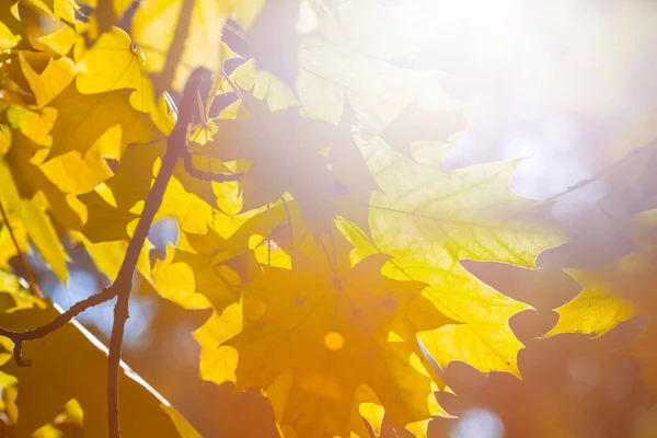 輝く太陽の光に照らされた葉が美しい紅葉の木の枝を閉じた — ストック写真