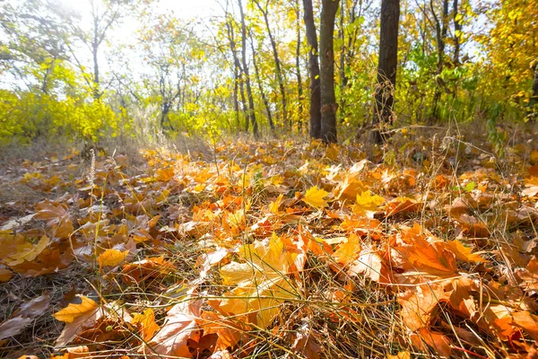 Осенняя Лесная Поляна Красными Сухими Листьями Свете Сияющего Солнца Сезонный — стоковое фото