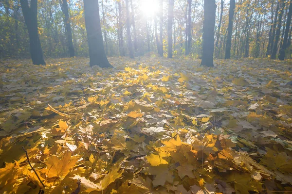 Outono Clareira Florestal Com Folhas Secas Vermelhas Luz Sol Cintilante — Fotografia de Stock