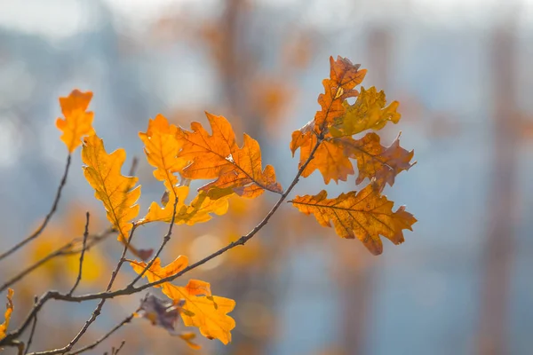 Close Rode Droge Eik Tak Blauwe Mist Mooie Natuurlijke Seizoensgebonden — Stockfoto