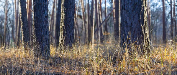 Nahaufnahme Waldlichtung Weichen Licht Natürlicher Waldhintergrund — Stockfoto