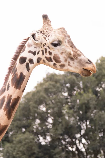 Düz zürafanın boynunun üstünde