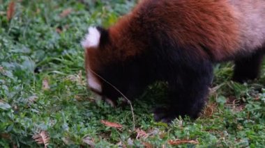 Kızıl panda sadece yaprakları yiyor.