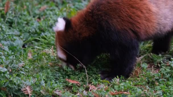 Panda Vermelho Está Comer Movimento Das Folhas — Vídeo de Stock