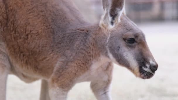 Kangaroo Licking Food Deliciously Zoom Mov — 图库视频影像